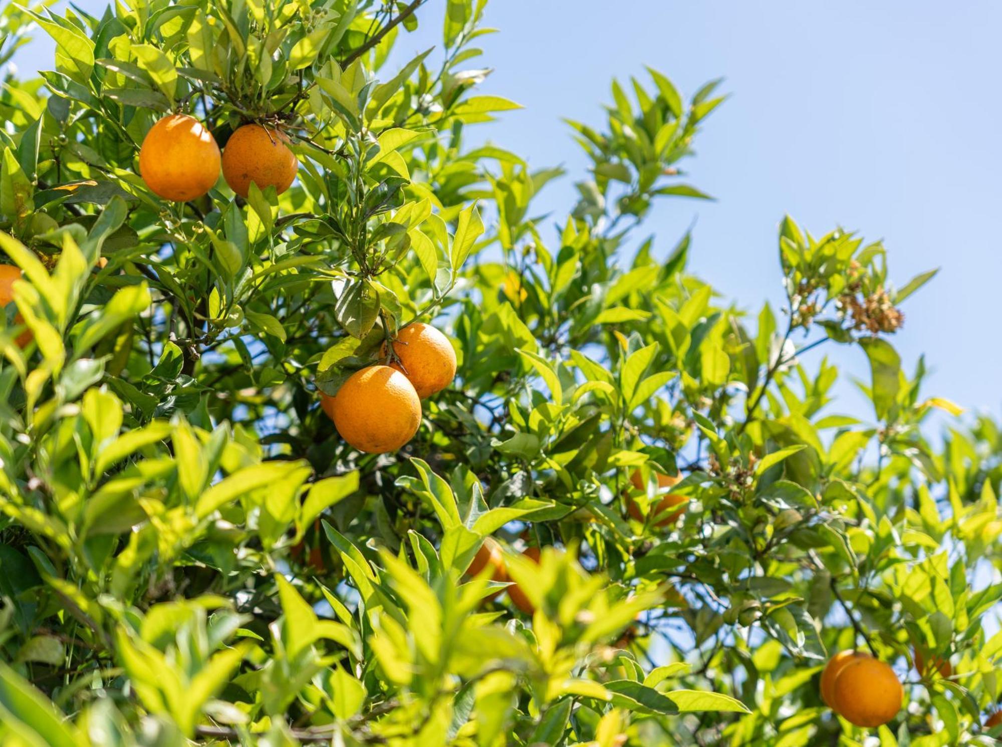 Quinta Das Laranjeiras Boliqueime Εξωτερικό φωτογραφία
